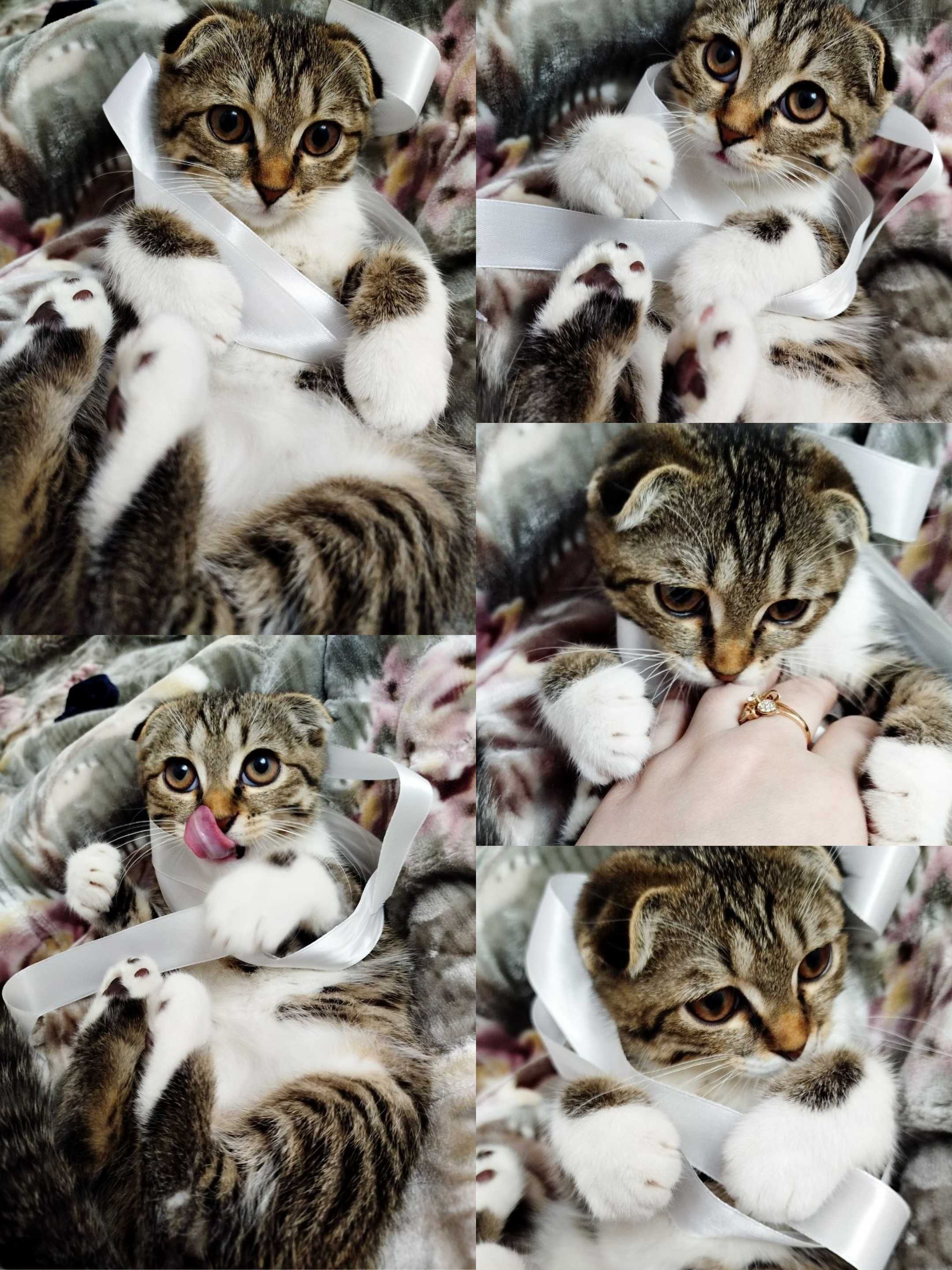 СКОТИШ ФОЛД девочка продается
