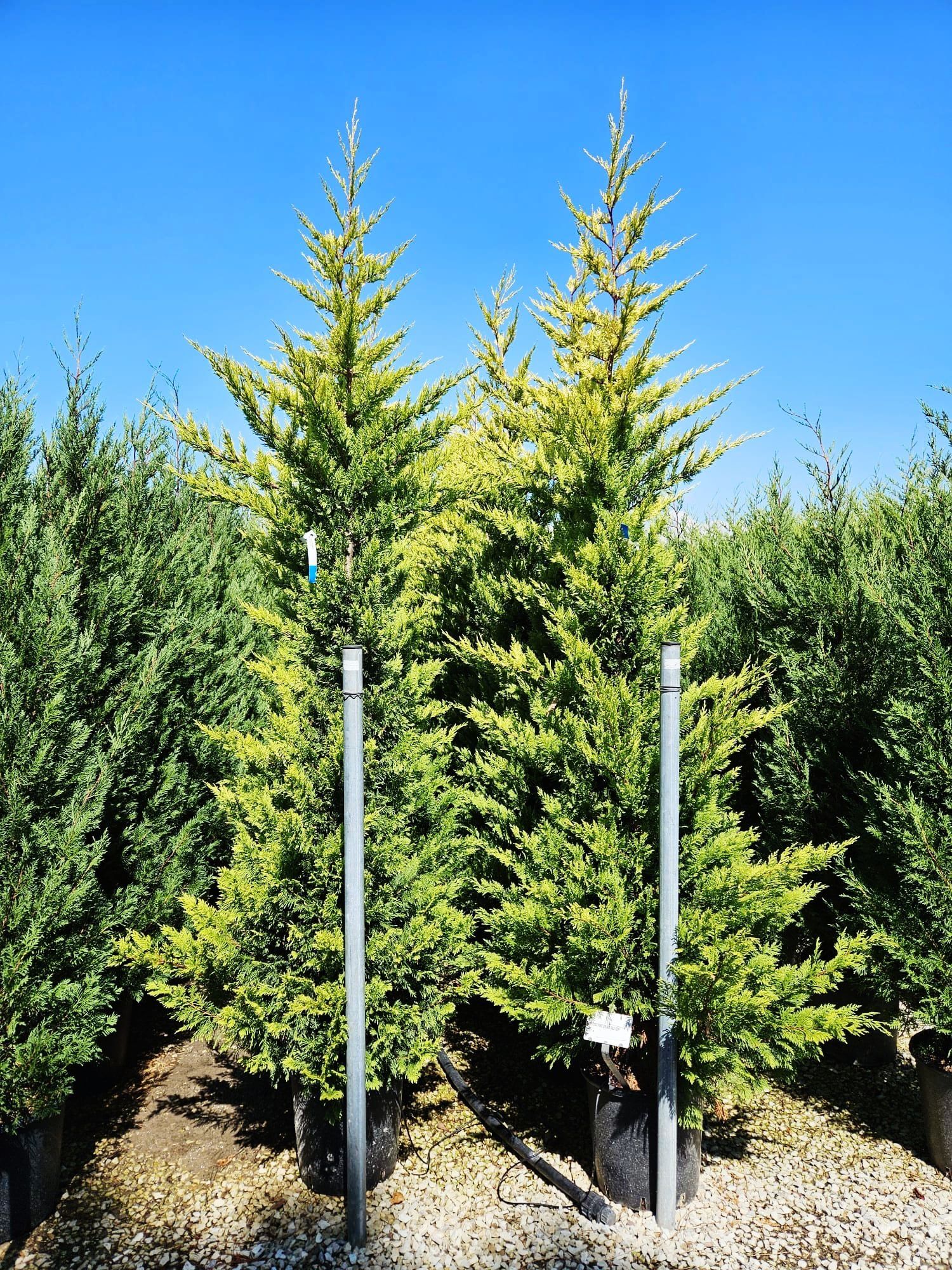 Tuia leylandii de mai multe dimensiuni