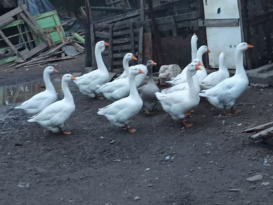 Гъски-Холмогорски и смес