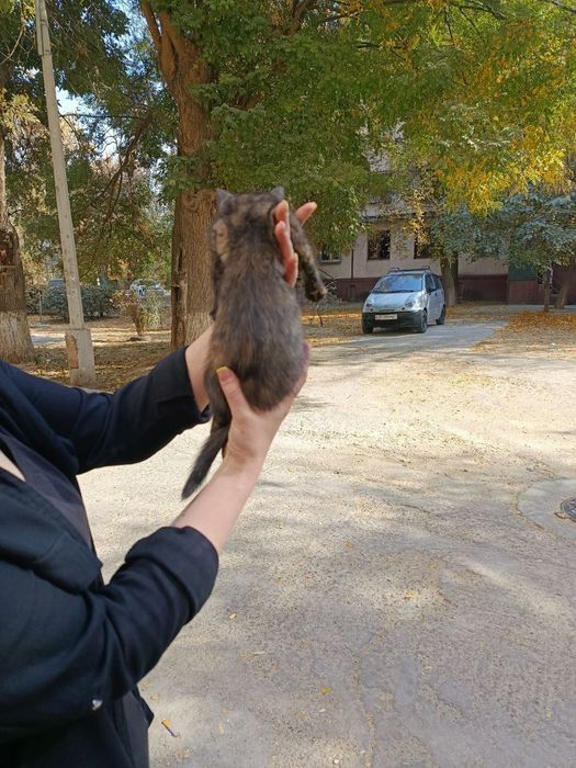 Отдам даром котят