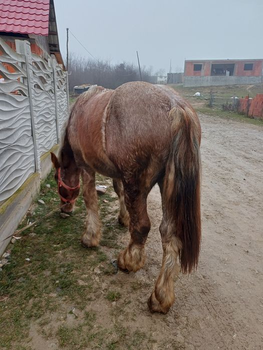 Manz de vanzare de un an si 7 luni