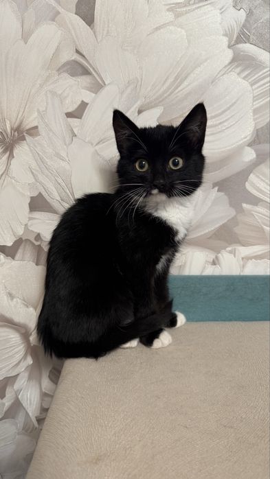 Отдам котенка (девочка)