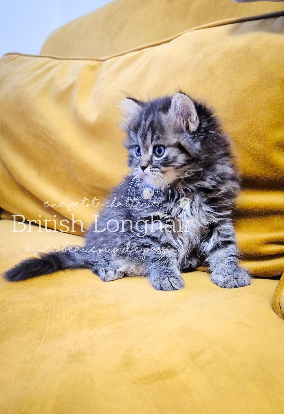 British Longhair Silver Tabby Golden Tarnish, Pedigree, Mascul