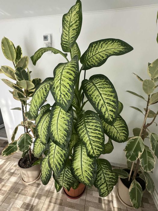 Planta Dieffenbachia mare, sănătoasă, 2m înălțime