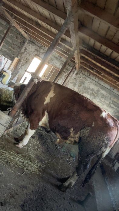 Vand vitel baltat german