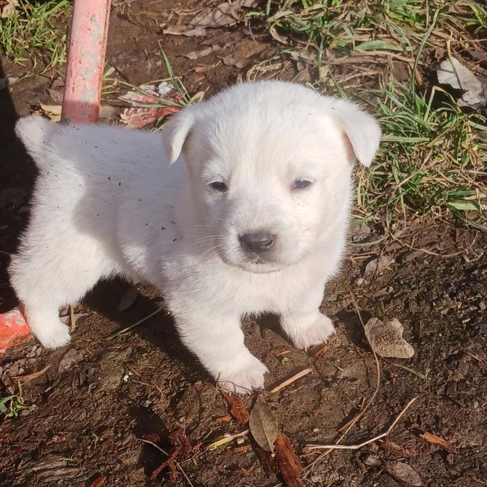 Câini drăguți pentru curte