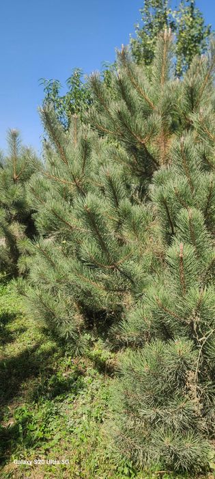 Крымская сосна арча кучатлари сотилади