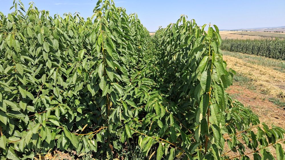 Pomi fructiferi categoria certificat