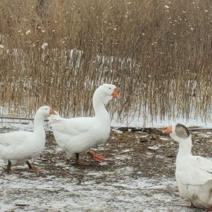 Продам породистых гусей