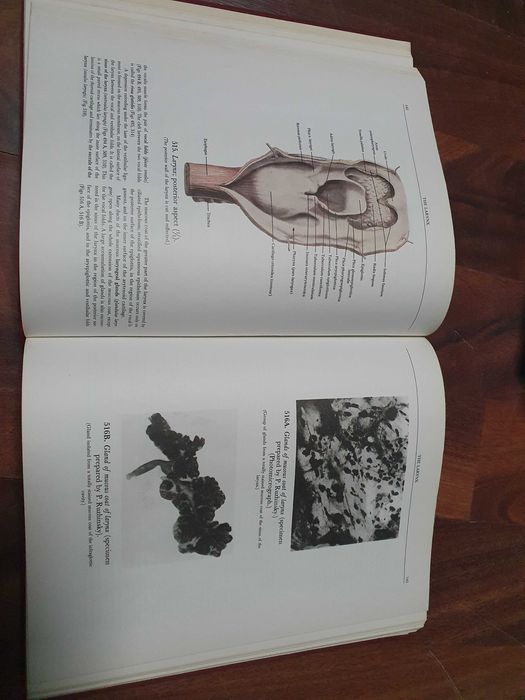 Атласи и учебник по анатомия за студенти по медицина