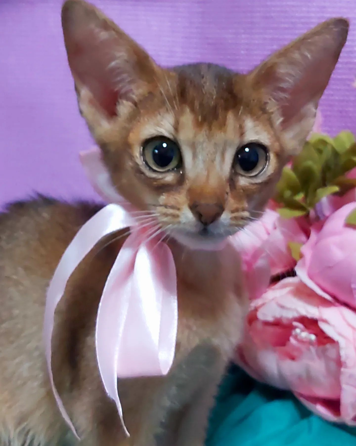 ABYSSINIAN KITTEN ! Котята абиссинские !