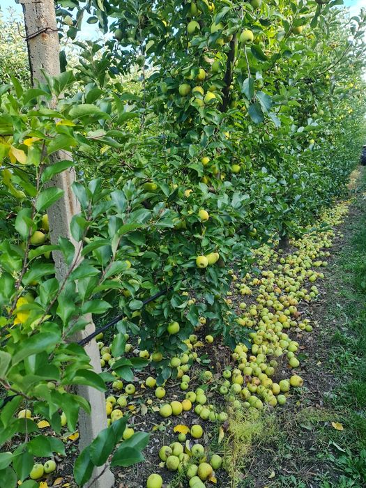 Vând mere de suc/consum