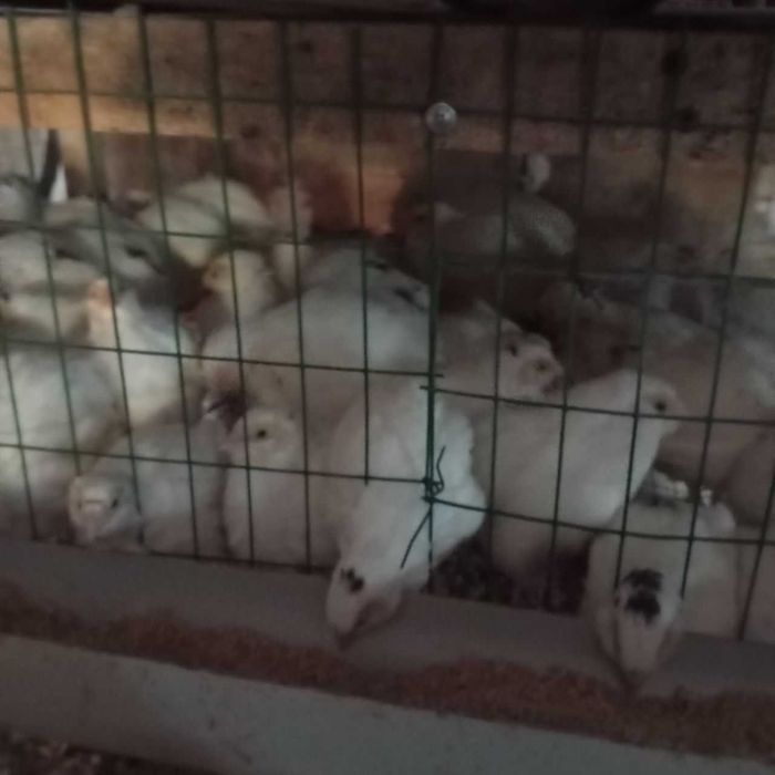 Бедана, 1 ойлик, Белый гигант уртача вазни 250 грамм, халол бокилган