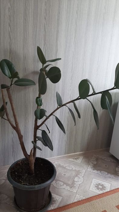 Фикус. Забронировано