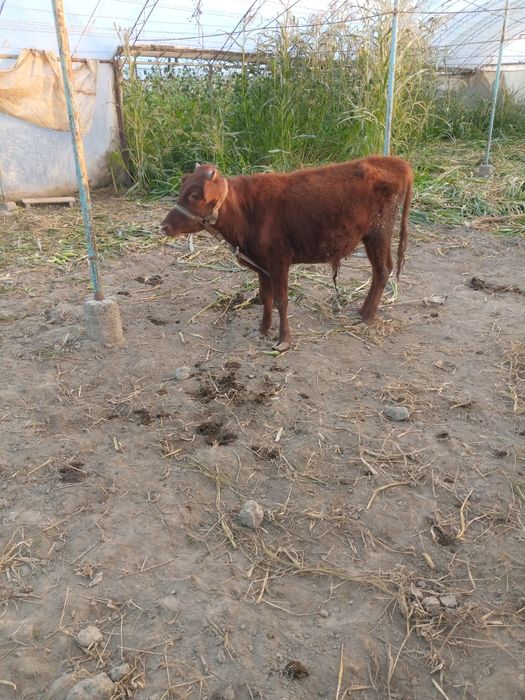 Букачалар сотилади , уйни моли