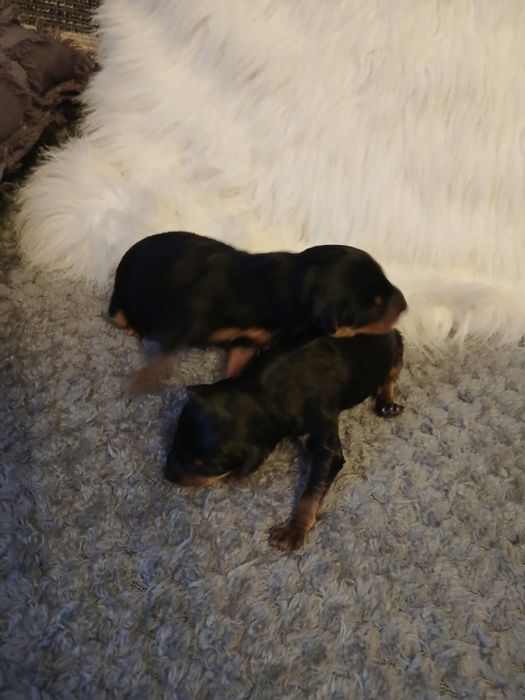 Бронь на щенков Русский той-терьер, рождённые 07.11.25г.