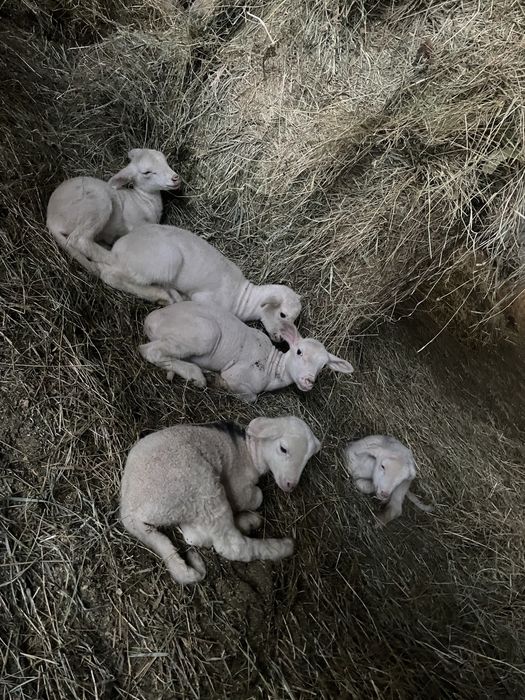 Vând berbecuți sugari lacaune