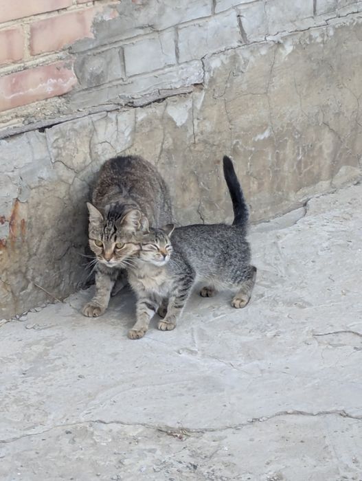 . Есть котёнок девочка. 5 месяцев. К лотку не приучена.