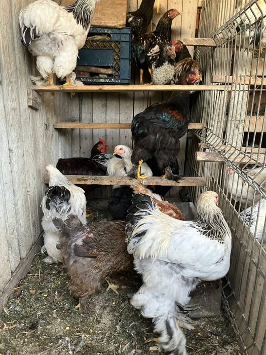 Gaini famii de rasa mare brahma herminat 8-12 luni