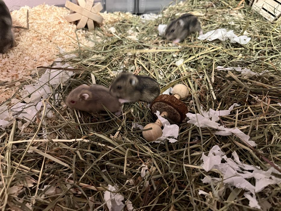 Hamster pitic de vanzare!