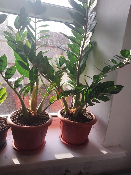 Продам домашний цветок доллоровое дерево.