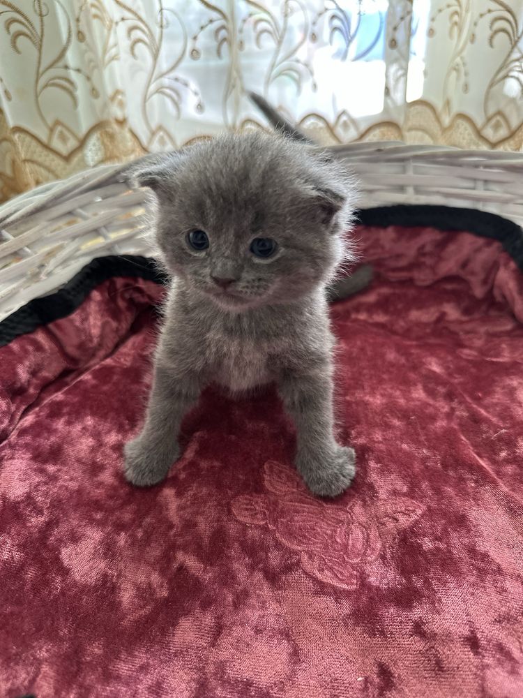 Продается котята
