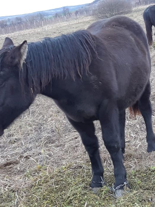 Vând mânză de un an și 2 lun