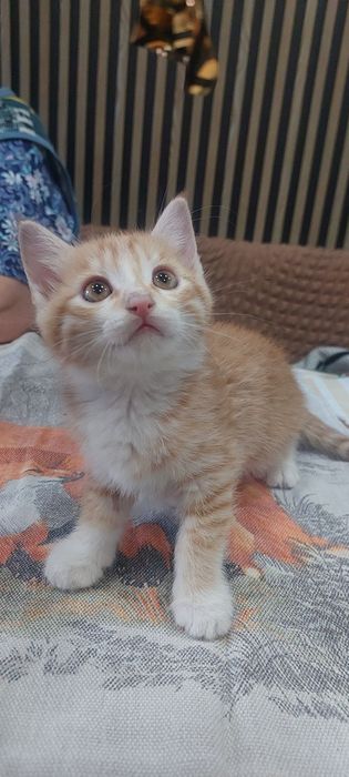 Отдам котят в хорошие руки