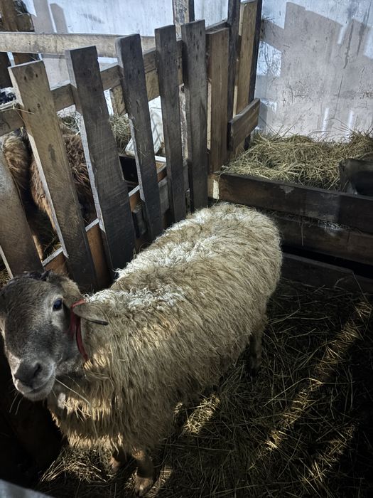 Продам 2 кошкара и 1 девочка