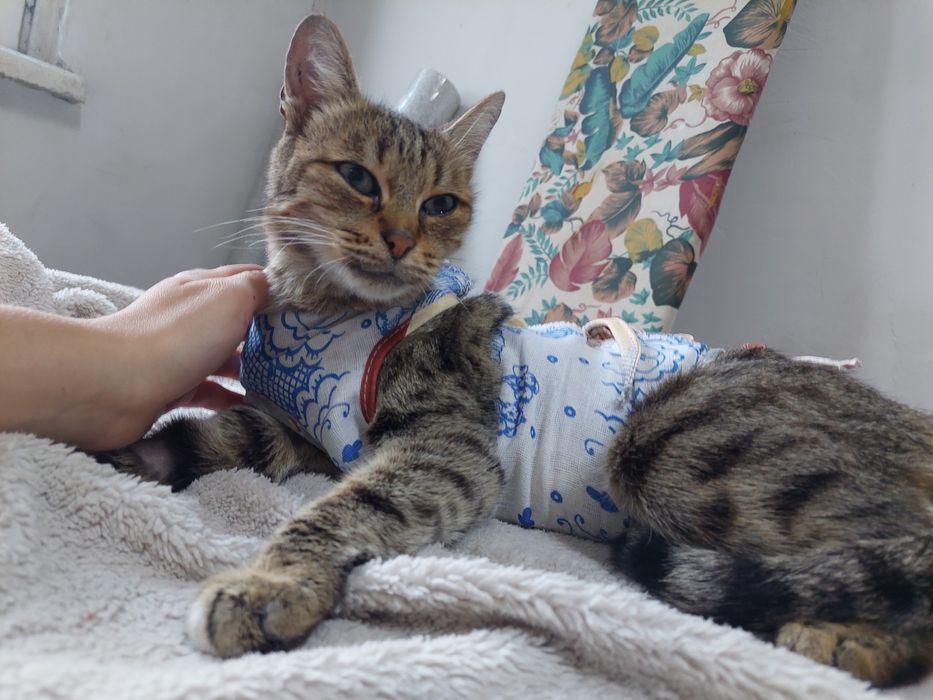 Кошка ищет любящую семью и дом