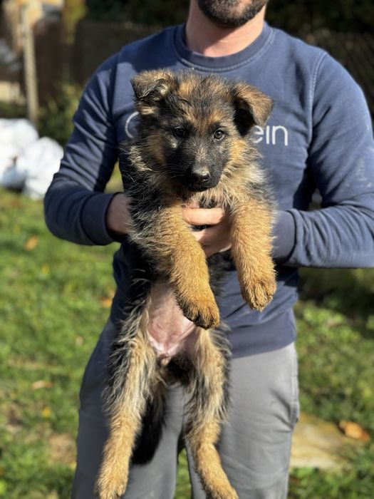 Немски овчарки (женски)