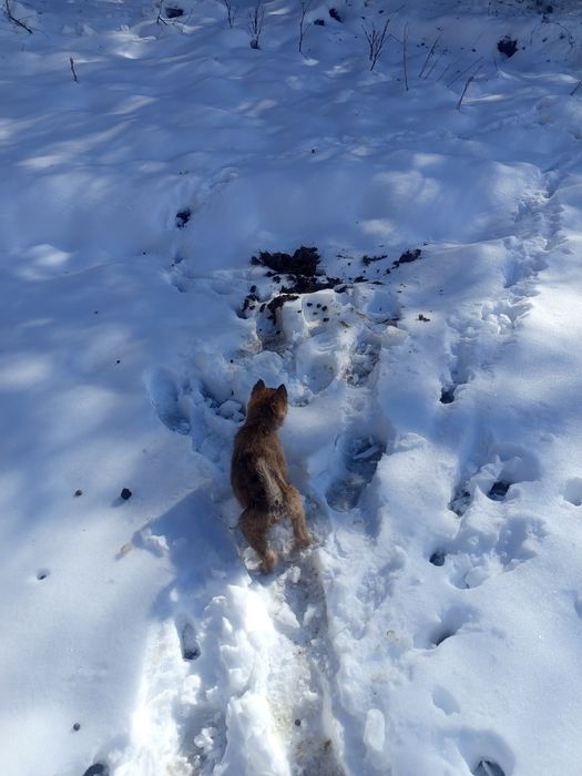 Продам шинков лайки