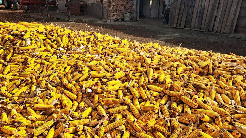 Porumb Stiuleti de Vanzare