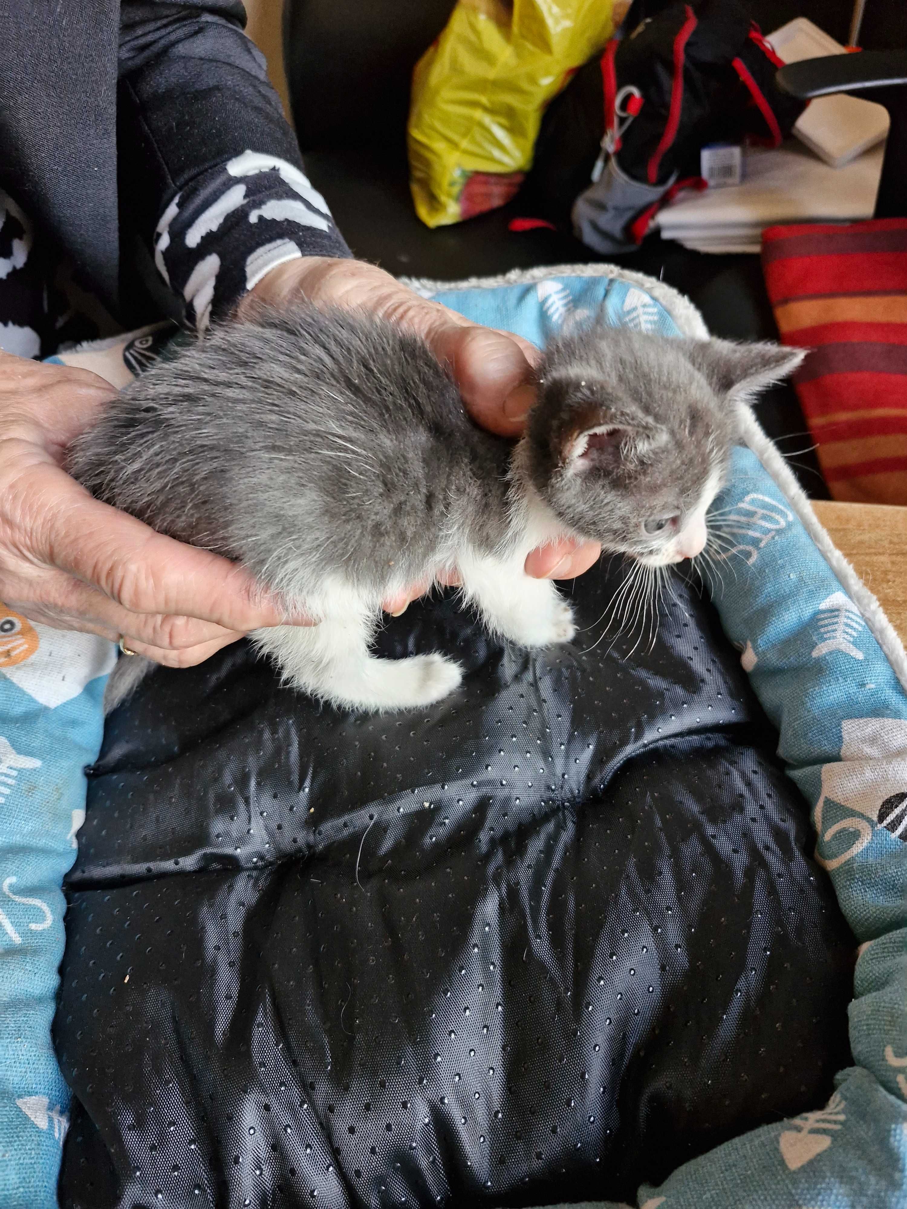 котенца котета на 2 мес.