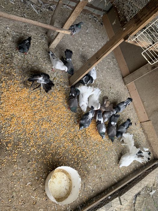 Vând porumbei comuni,curcani pret negociabil la pret  .