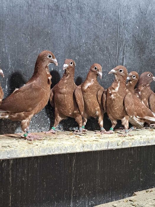 Porumbei roșii cu floare!