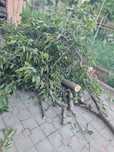 Donez lemne de foc
