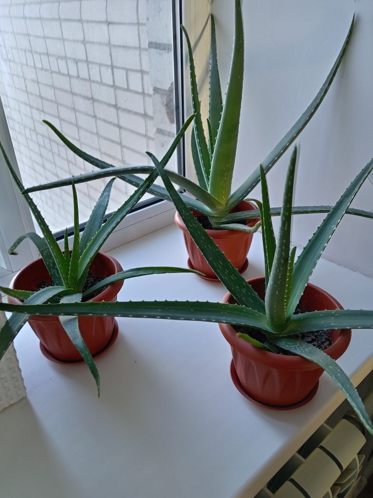 Алоэ Вера лечебное