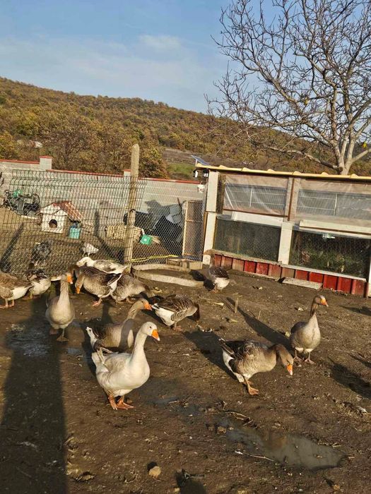 Продавам гъски  и патки