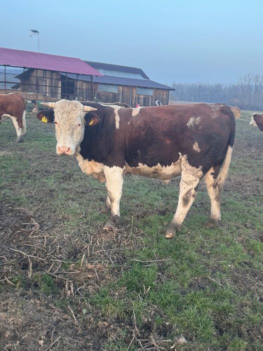 Vand tairi, baltata romaneasca