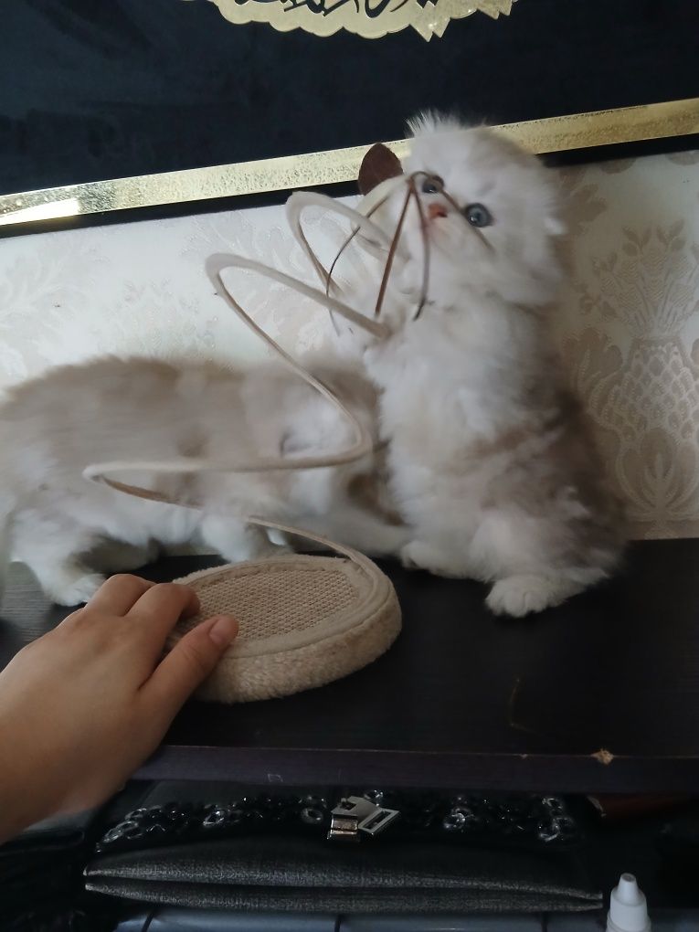 Пародистые Катята