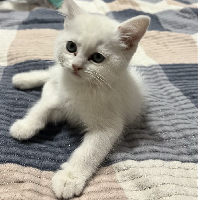 Срочно продам котенка, британец, мальчик