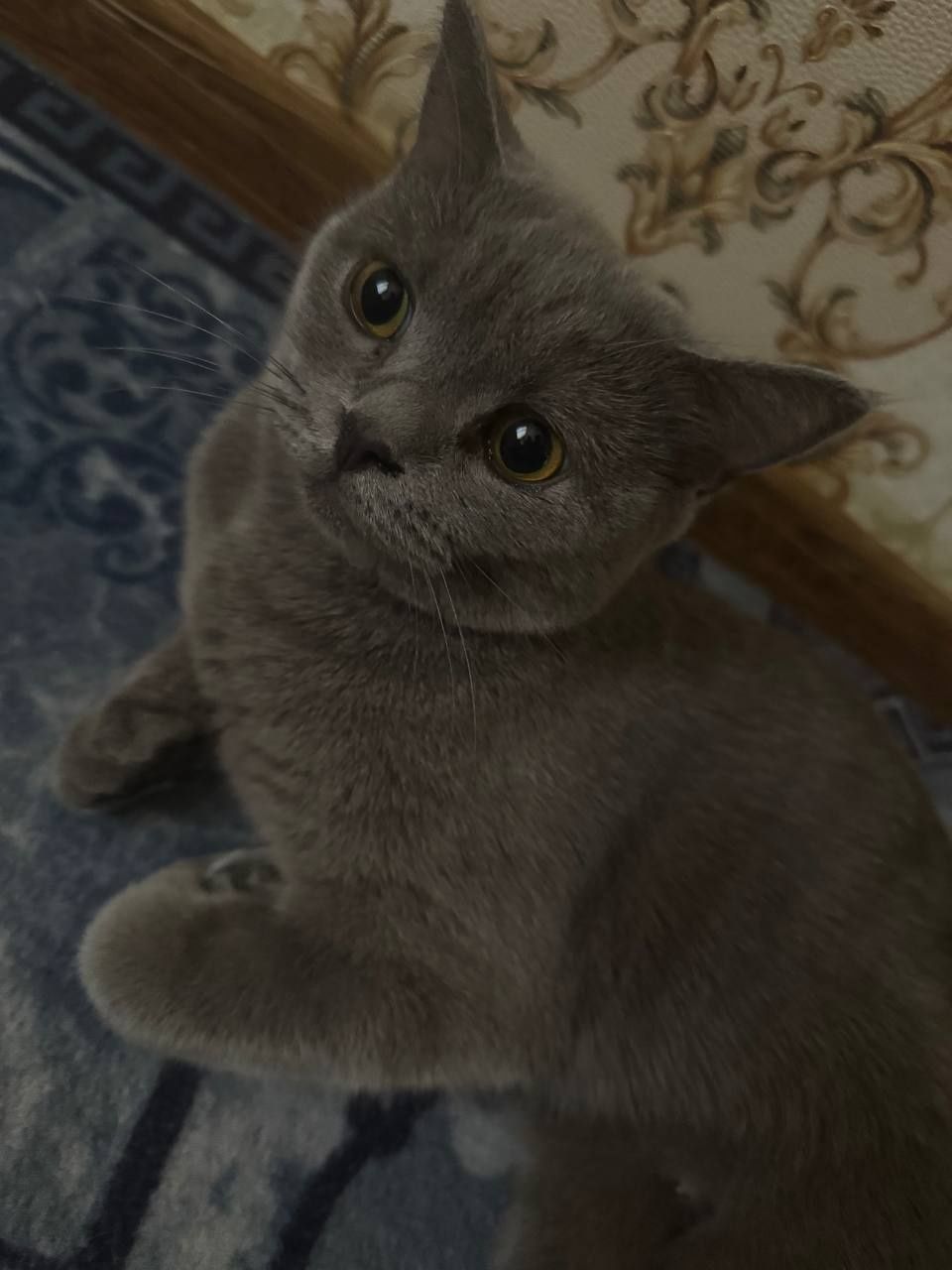 Кошка  скотш страйт