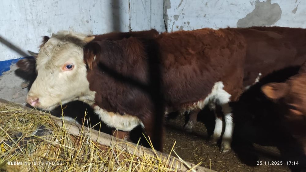 Продается бычки.