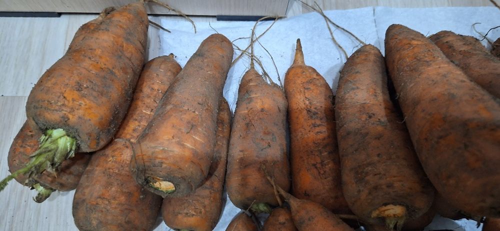 Морковь оптом 90 тнг