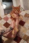 Котята Мейн Кун котенок девочка