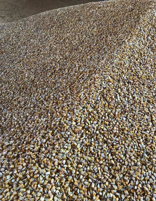 Vând porumb boabe,recolta 2025