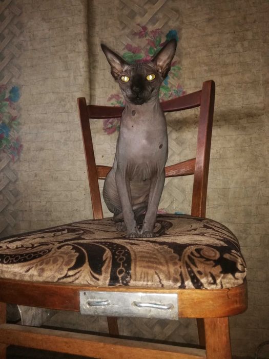 Отдам даром кота