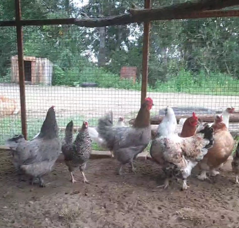Яйцо от деревянских кур. Домашний Яйца. Қолдың жұмыртқасы. Яйца