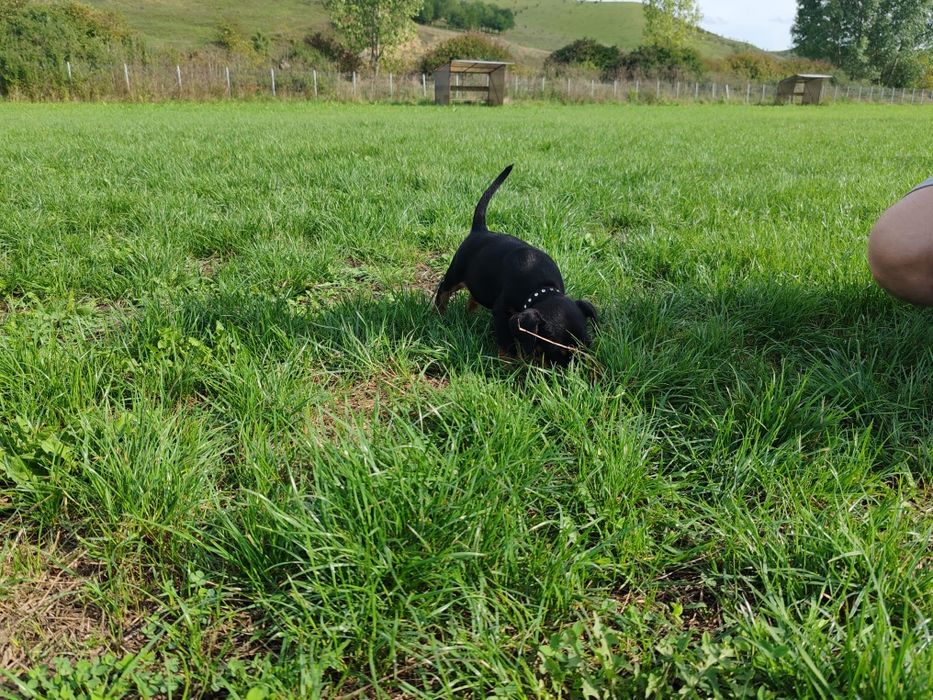 Disponibil spre o casa noua catel  4 luni jakd terrier